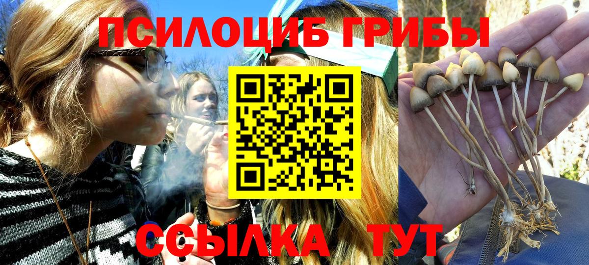Галлюциногенные грибы Psilocybe Брянск
